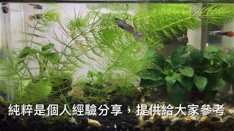 養魚先養水|養魚新手入門：12個教學讓你養魚一次上手（新手必讀）